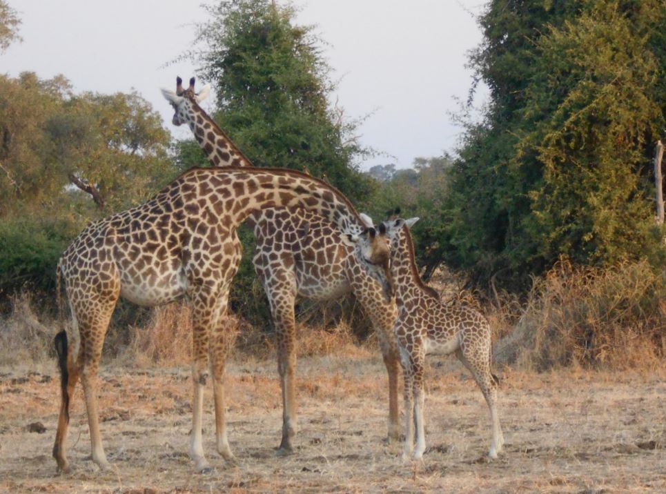 giragges